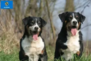 Read more about the article Appenzell Mountain Dog Breeder and Puppies in Oklahoma