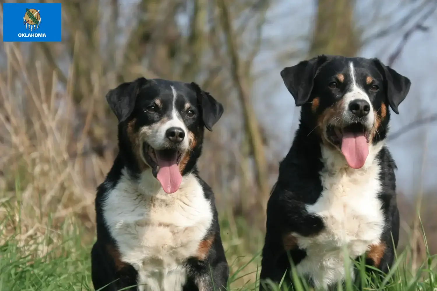 Appenzell Mountain Dog Puppies and Breeder Oklahoma Find Appenzell Mountain Dog breeders in Oklahoma.