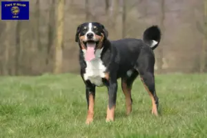 Read more about the article Appenzell Mountain Dog Breeder and Puppies in Oregon
