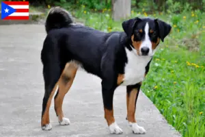 Read more about the article Appenzell Mountain Dog Breeder and Puppies in Puerto Rico