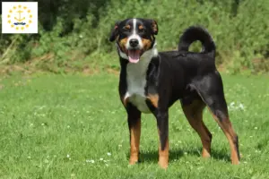 Read more about the article Appenzell Mountain Dog Breeder and Puppies in Rhode Island