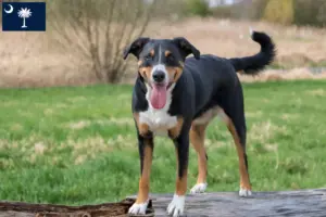 Read more about the article Appenzell Mountain Dog Breeder and Puppies in South Carolina