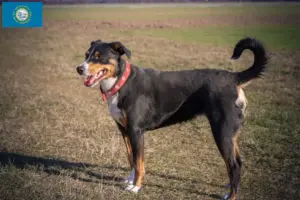 Read more about the article Appenzell Mountain Dog Breeder and Puppies in South Dakota