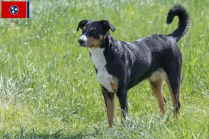 Read more about the article Appenzell Mountain Dog Breeder and Puppies in Tennessee