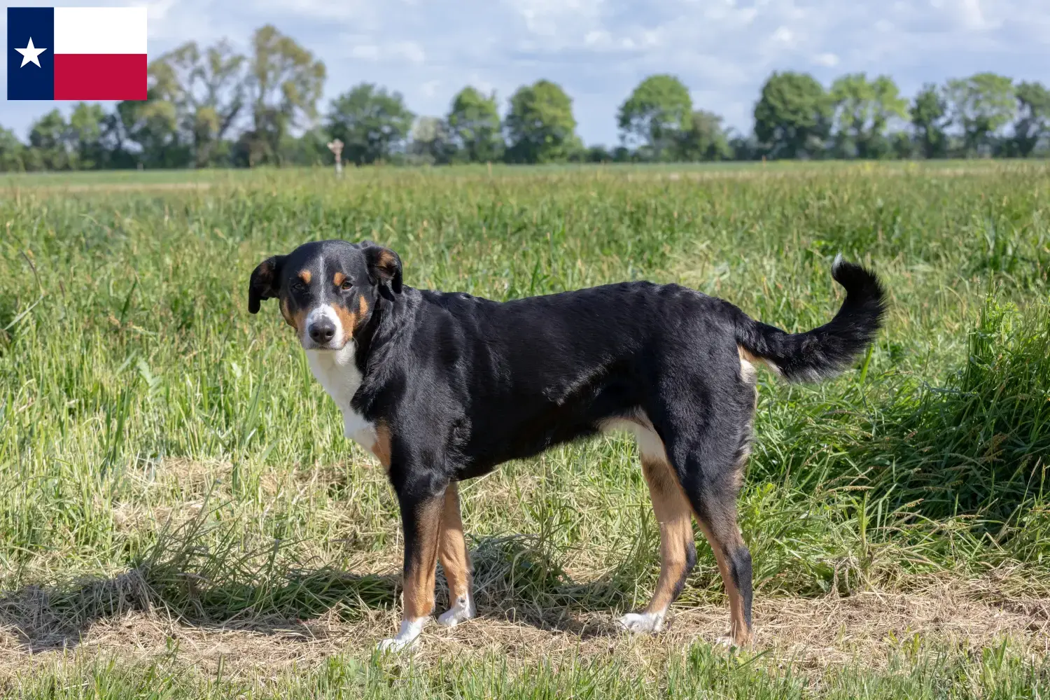 Appenzell Mountain Dog Puppies and Breeder Texas Find Appenzell Mountain Dog breeders in Texas.