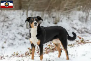 Read more about the article Appenzell Mountain Dog Breeder and Puppies in Utah
