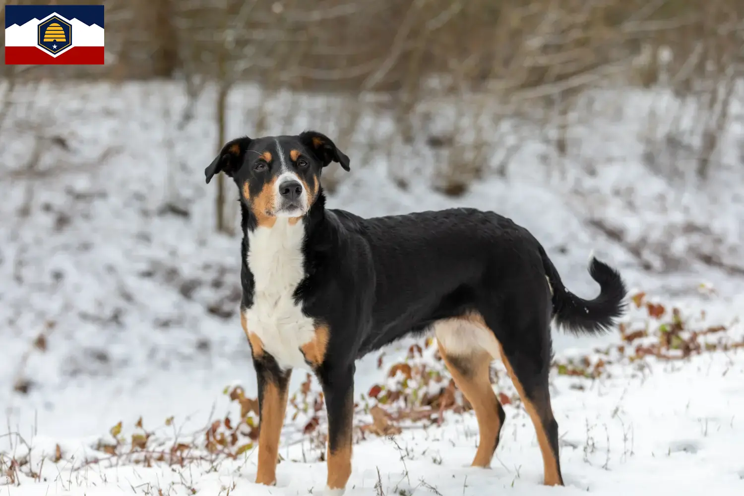 Appenzell Mountain Dog Puppies and Breeder Utah Find Appenzell Mountain Dog breeders in Utah.