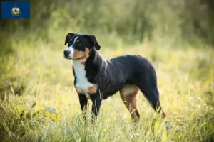 Read more about the article Appenzell Mountain Dog Breeder and Puppies in Vermont