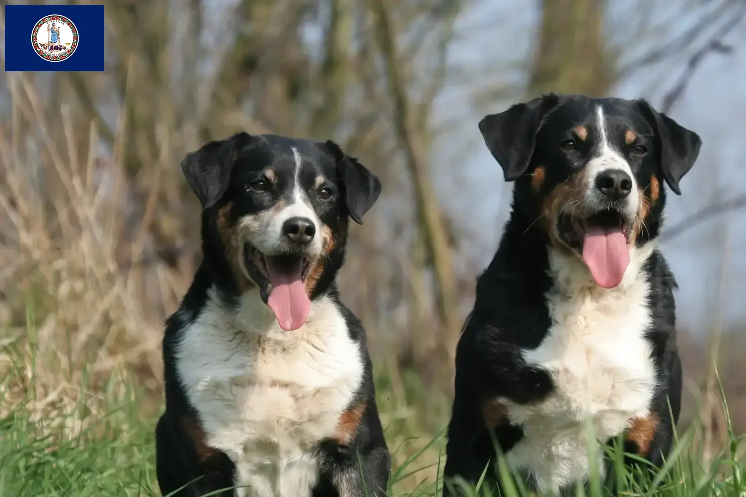 Appenzell Mountain Dog puppies and breeder Virginia Find Appenzell Mountain Dog breeders in Virginia.