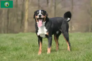 Read more about the article Appenzell Mountain Dog Breeder and Puppies in Washington