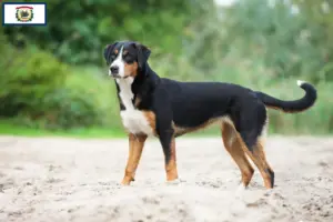 Read more about the article Appenzell Mountain Dog Breeder and Puppies in West Virginia