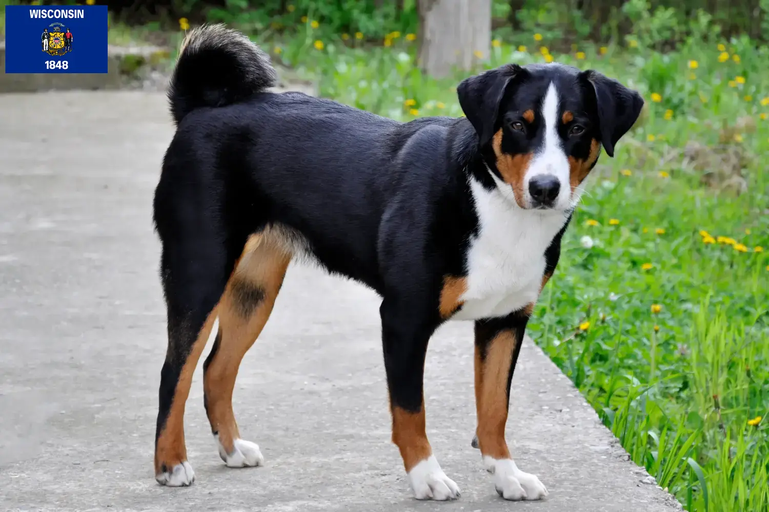 Appenzell Mountain Dog Puppies and Breeder Wisconsin Find Appenzell Mountain Dog breeders in Wisconsin.