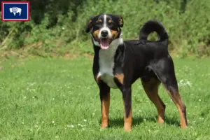 Read more about the article Appenzell Mountain Dog Breeder and Puppies in Wyoming