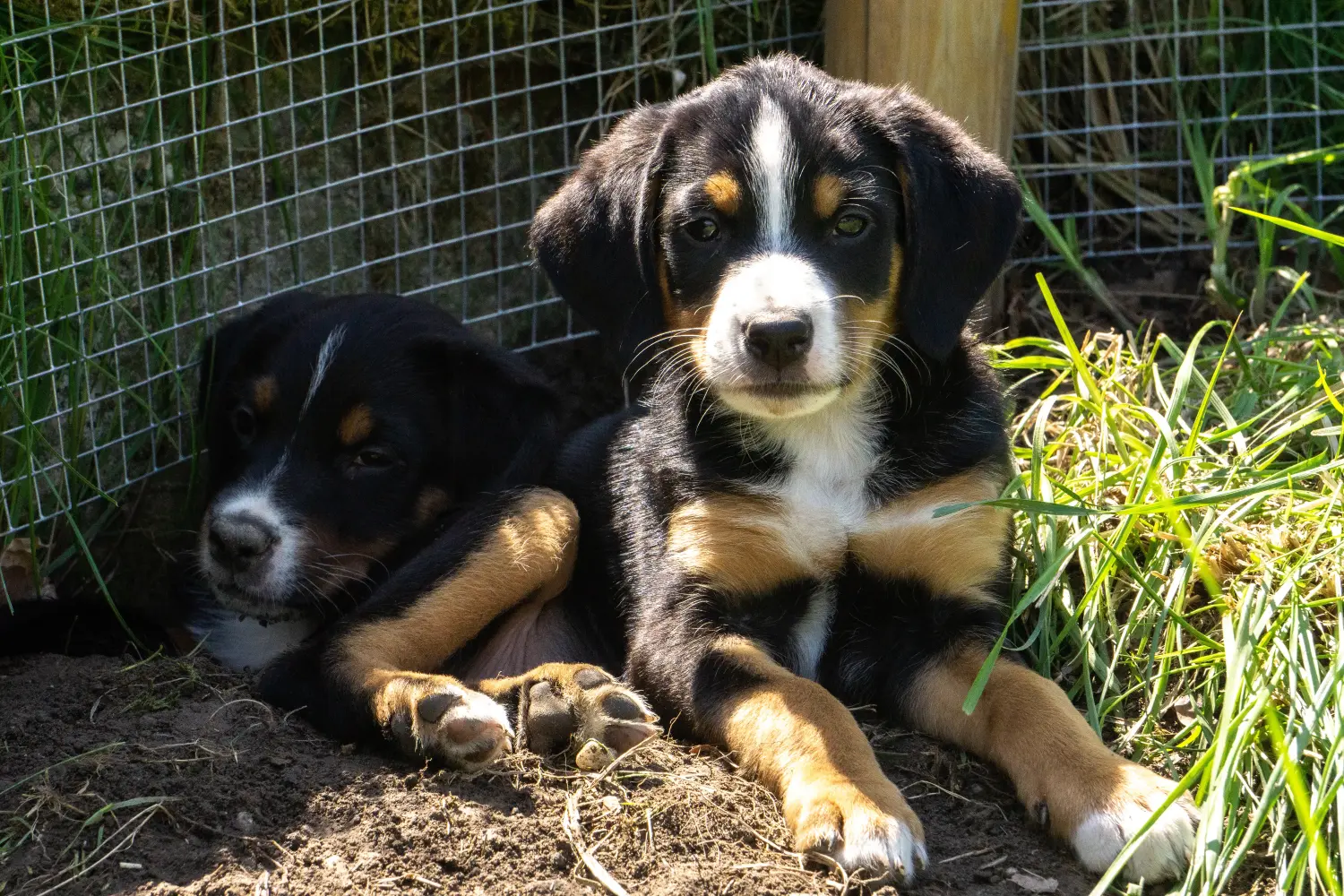 Buying an Appenzeller Mountain Dog puppy means taking responsibility! Buy Appenzell Mountain Dog puppies.