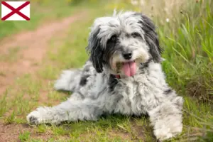 Read more about the article Aussiedoodle breeders and puppies in Alabama