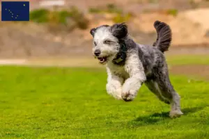 Read more about the article Aussiedoodle breeders and puppies in Alaska