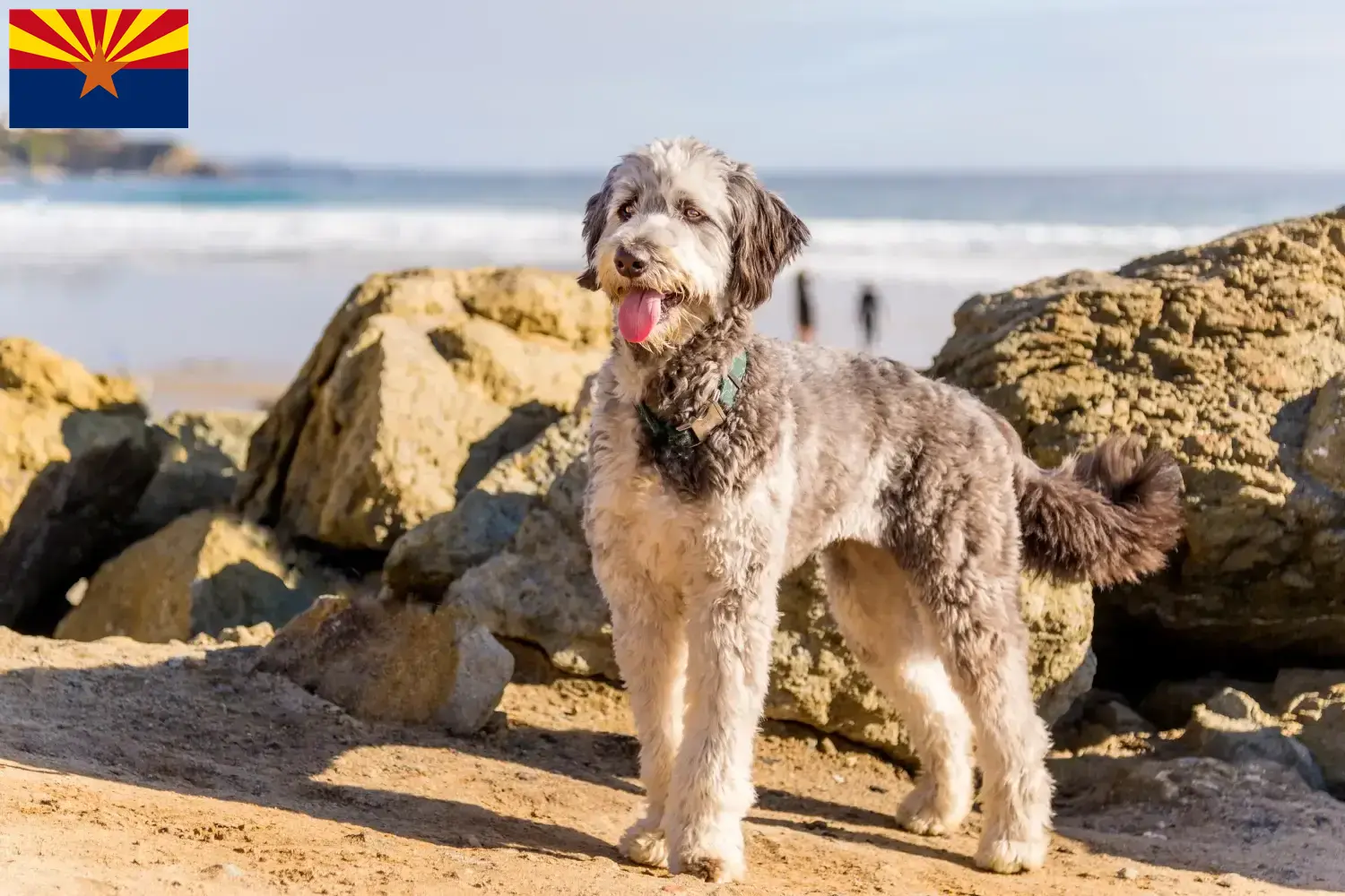 Aussiedoodle puppies and breeder Arizona Find Aussiedoodles breeders in Arizona.