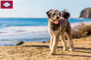 Read more about the article Aussiedoodle breeders and puppies in Arkansas