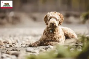 Read more about the article Aussiedoodle breeders and puppies in California