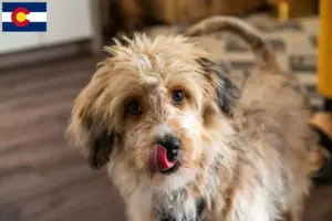 Read more about the article Aussiedoodle breeders and puppies in Colorado