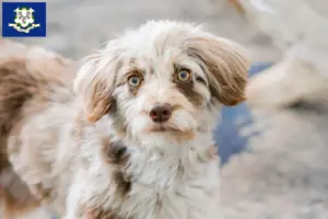 Read more about the article Aussiedoodle breeders and puppies in Connecticut