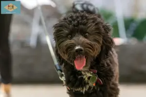 Read more about the article Aussiedoodle breeders and puppies in Delaware