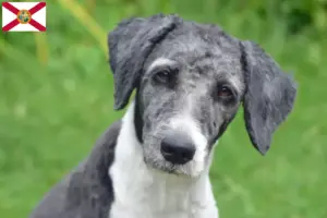 Read more about the article Aussiedoodle breeders and puppies in Florida