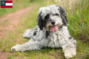 Read more about the article Aussiedoodle breeders and puppies in Georgia
