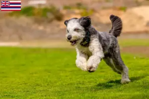 Read more about the article Aussiedoodle breeders and puppies in Hawaii