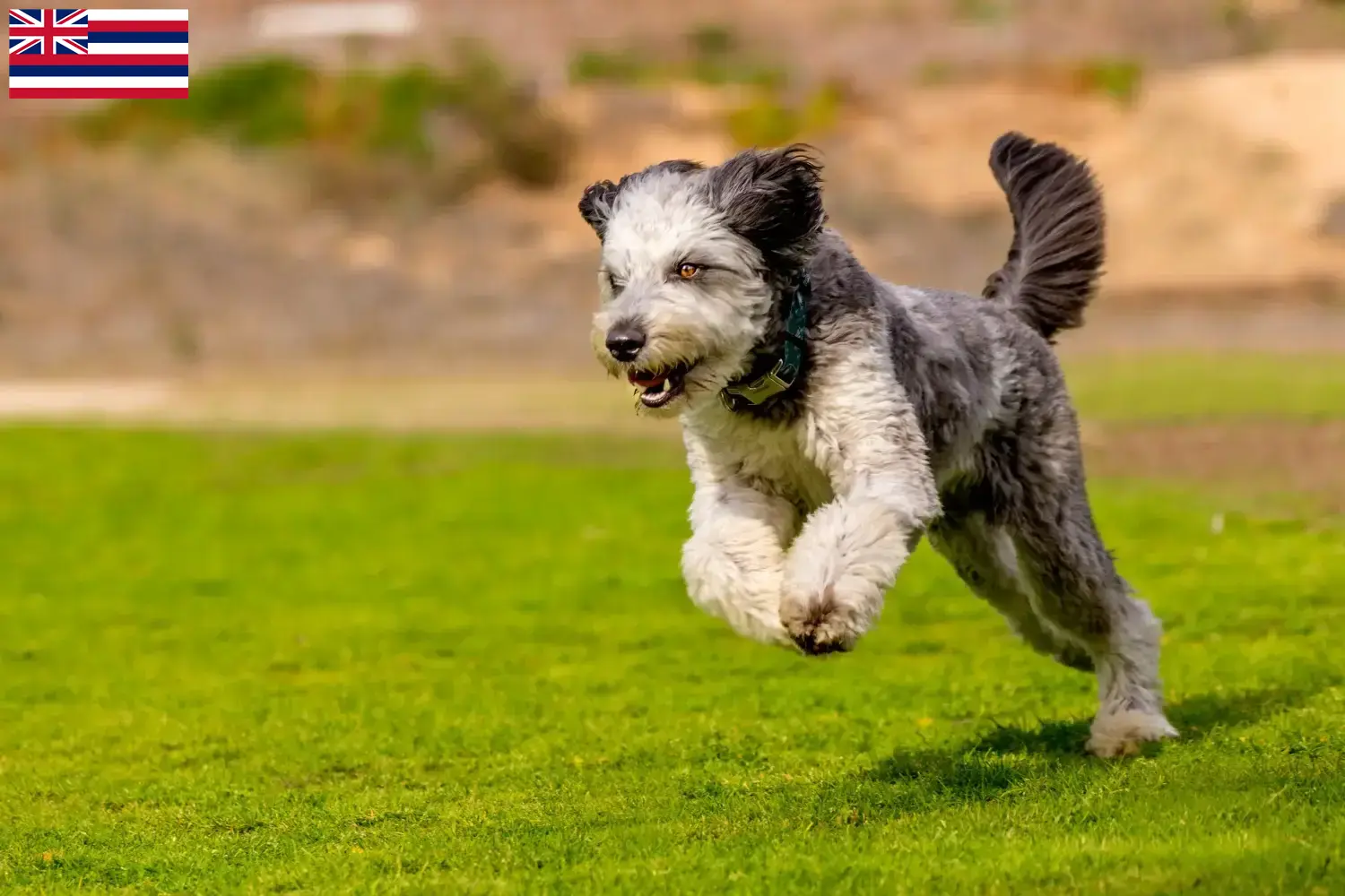 Aussiedoodle puppies and breeders Hawaii Find Aussiedoodles breeders in Hawaii here.