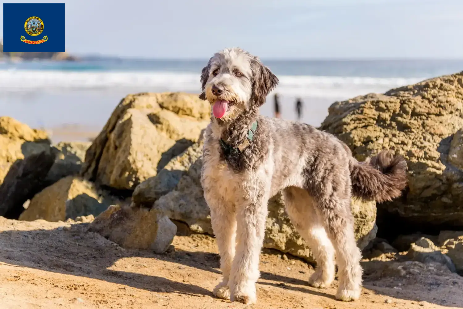Aussiedoodle puppies and breeders Idaho Find Aussiedoodles breeders in Idaho.