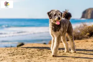 Read more about the article Aussiedoodle breeders and puppies in Illinois