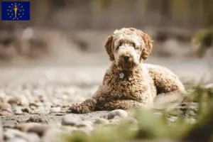 Read more about the article Aussiedoodle breeders and puppies in Indiana