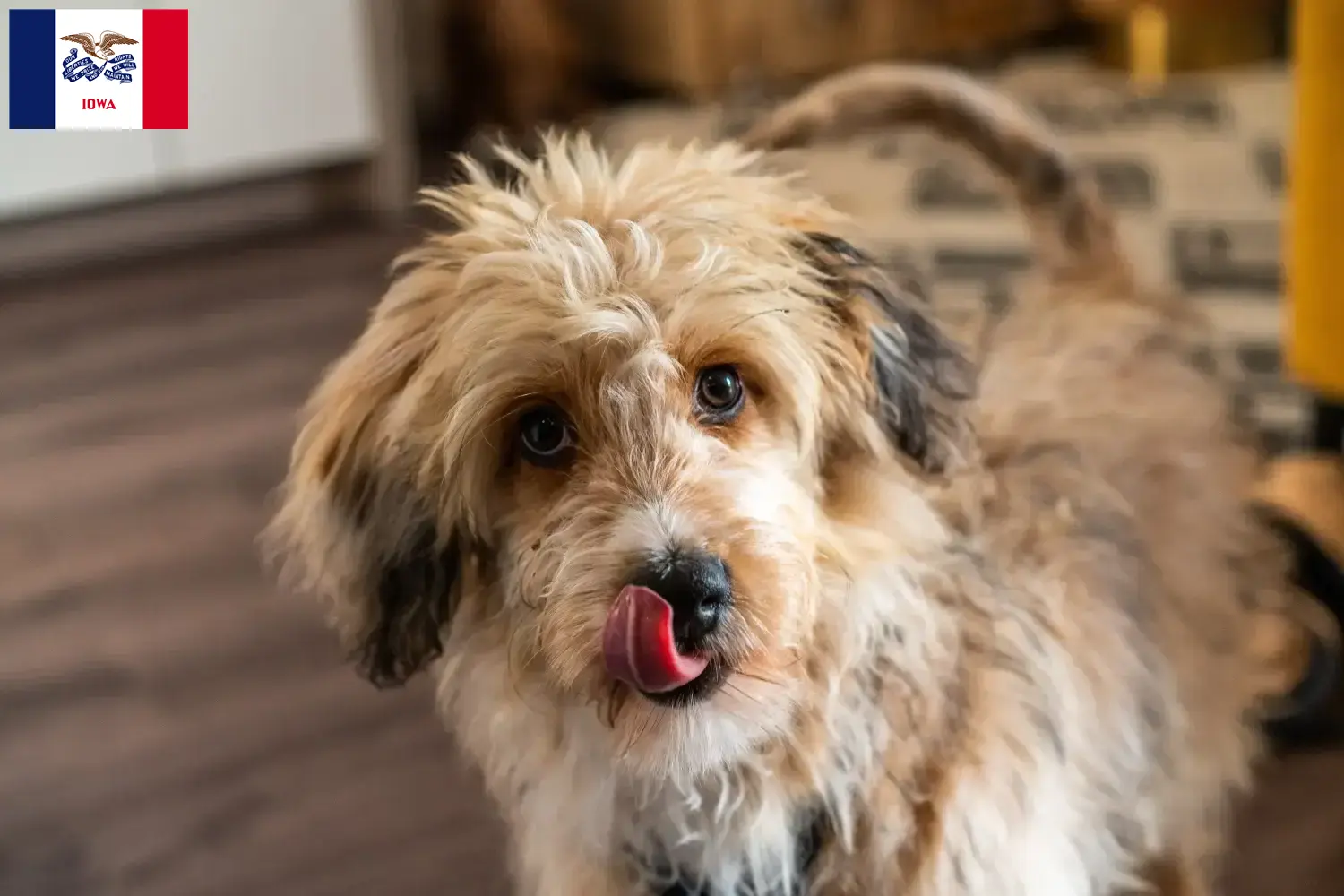 Aussiedoodle puppies and breeders Iowa Find Aussiedoodles breeders in Iowa.