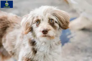Read more about the article Aussiedoodle breeders and puppies in Kansas