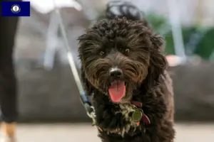 Read more about the article Aussiedoodle breeders and puppies in Kentucky
