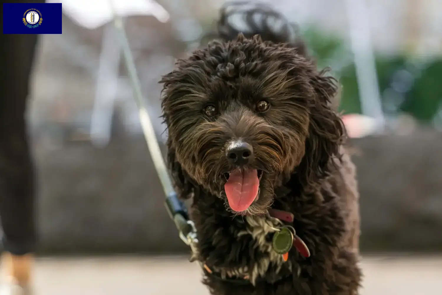Aussiedoodle puppies and breeders Kentucky Find Aussiedoodles breeders in Kentucky.