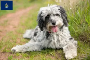 Read more about the article Aussiedoodle breeders and puppies in Maine