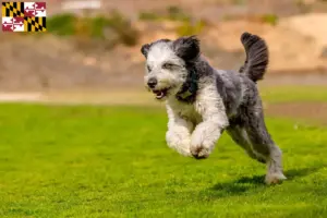 Read more about the article Aussiedoodle breeders and puppies in Maryland