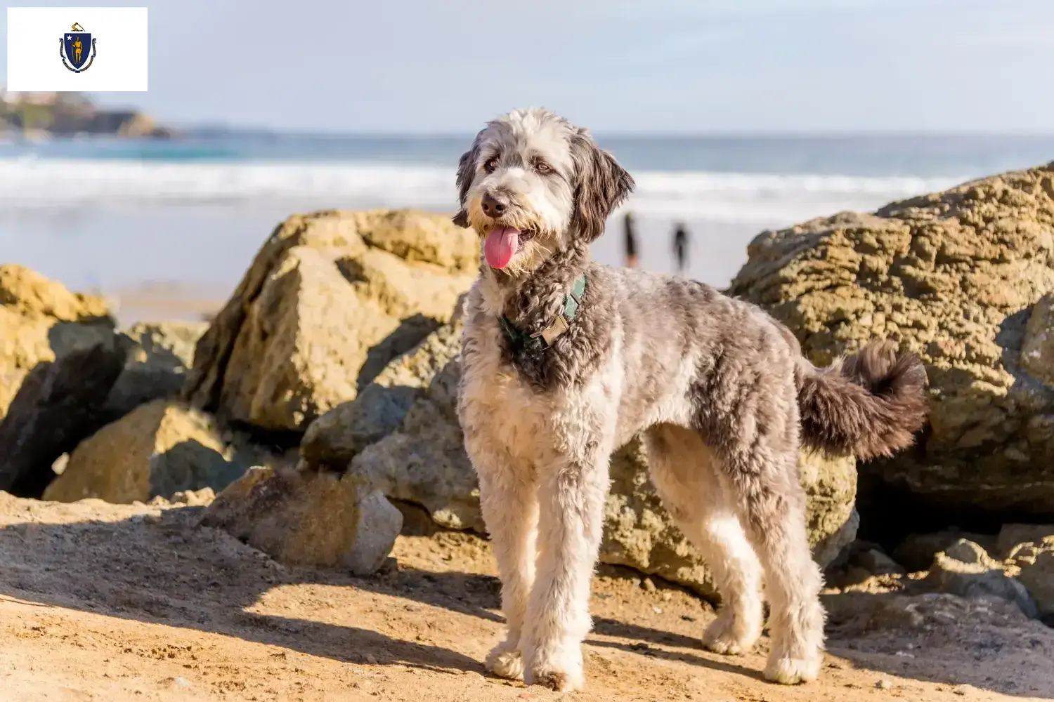 Aussiedoodle puppies and breeders Massachusetts Find Aussiedoodles breeders in Massachusetts.