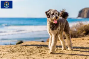 Read more about the article Aussiedoodle breeders and puppies in Michigan