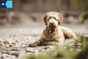 Read more about the article Aussiedoodle breeders and puppies in Minnesota