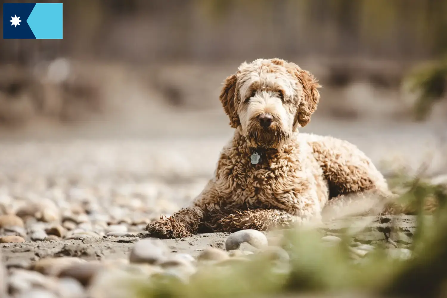 Aussiedoodle puppies and breeders Minnesota Find Aussiedoodles breeders in Minnesota.