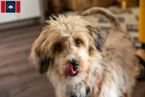 Read more about the article Aussiedoodle breeders and puppies in Mississippi