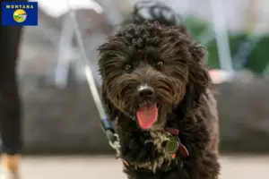 Read more about the article Aussiedoodle breeders and puppies in Montana