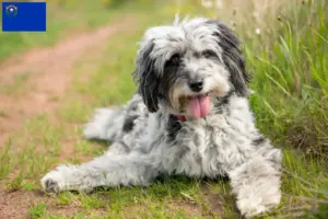 Read more about the article Aussiedoodle breeders and puppies in Nevada
