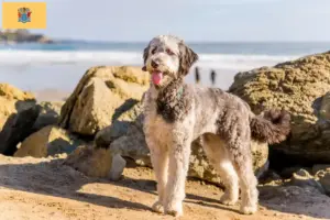 Read more about the article Aussiedoodle breeders and puppies in New Jersey