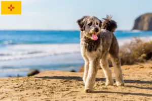 Read more about the article Aussiedoodle breeders and puppies in New Mexico