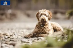 Read more about the article Aussiedoodle breeders and puppies in New York