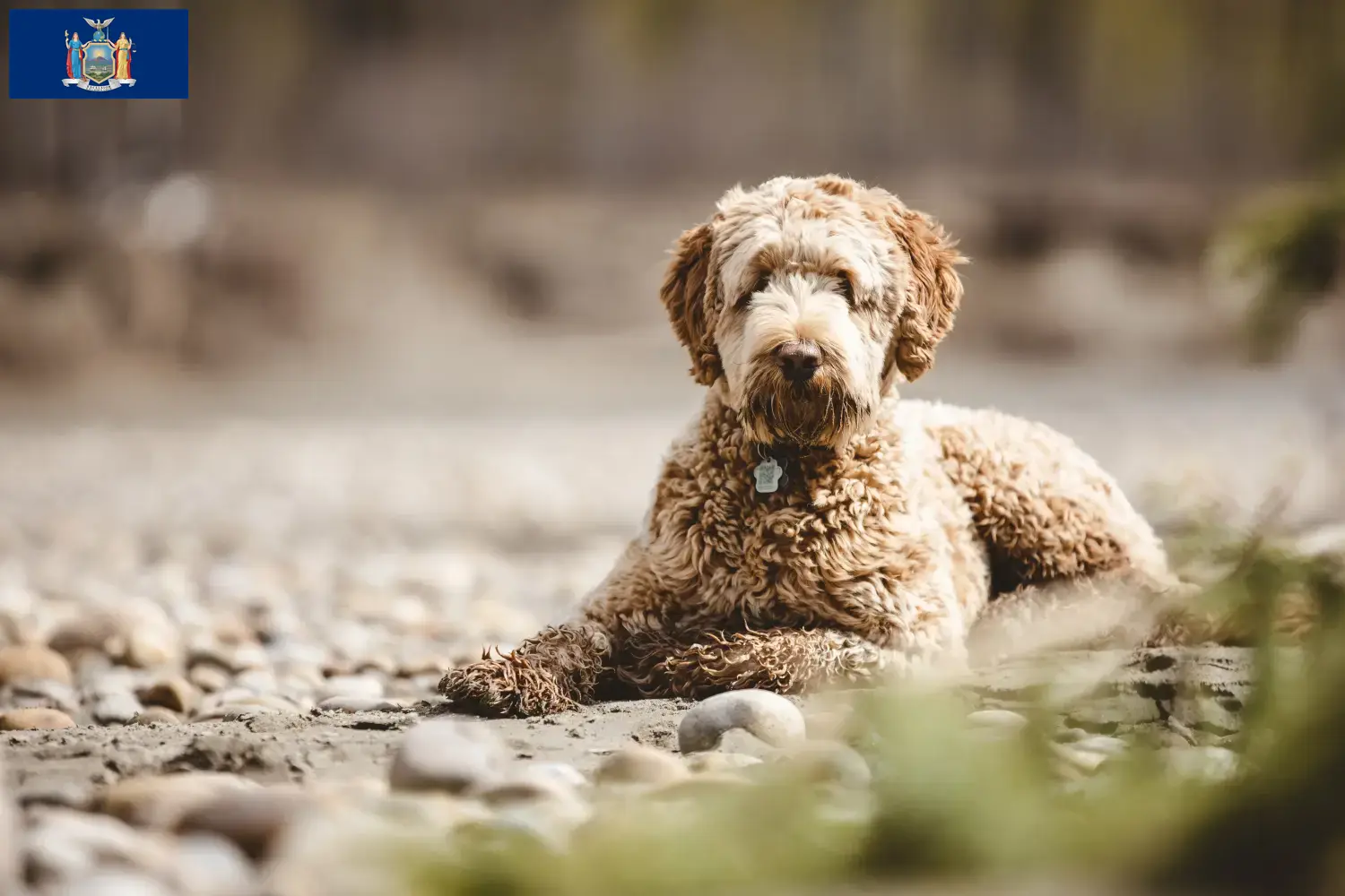 Aussiedoodle puppies and breeders New York Find Aussiedoodles breeders in New York here.